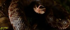 Gloydius tsushimaensis