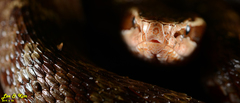 Gloydius tsushimaensis