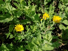 Heterotheca camporum