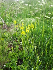 Genista sagittalis