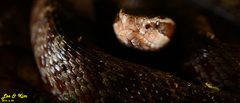 Gloydius tsushimaensis
