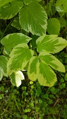 Aegopodium podagraria