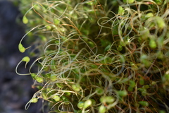 Funaria hygrometrica