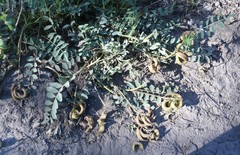 Astragalus cibarius