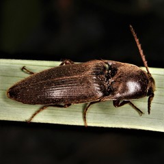 Diplostethus texanus