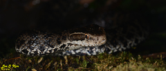 Gloydius tsushimaensis