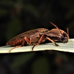 Diplostethus texanus
