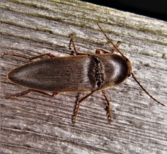 Diplostethus texanus