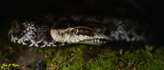 Gloydius tsushimaensis