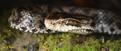 Gloydius tsushimaensis