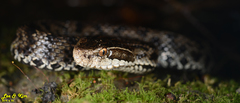 Gloydius tsushimaensis