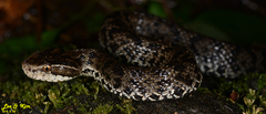 Gloydius tsushimaensis