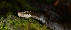 Gloydius tsushimaensis