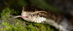 Gloydius tsushimaensis