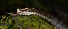 Gloydius tsushimaensis