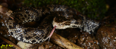 Gloydius tsushimaensis