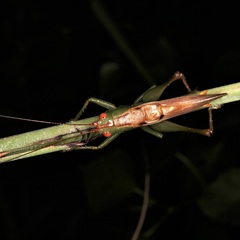 Orchelimum silvaticum