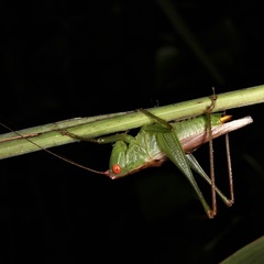 Orchelimum silvaticum