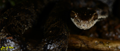 Gloydius tsushimaensis
