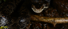 Gloydius tsushimaensis
