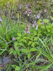 Dactylorhiza maculata