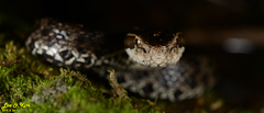 Gloydius tsushimaensis