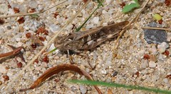 Oedaleus infernalis