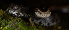 Gloydius tsushimaensis