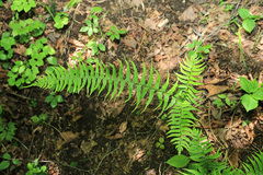 Polystichum subtripteron