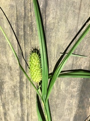 Carex typhina