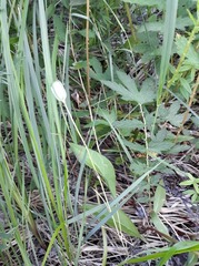 Fritillaria meleagroides