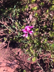 Indigofera sp-aff-platypoda
