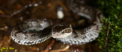 Gloydius tsushimaensis