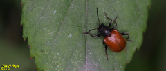 Aoria scutellaris