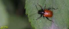Aoria scutellaris