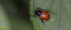Aoria scutellaris