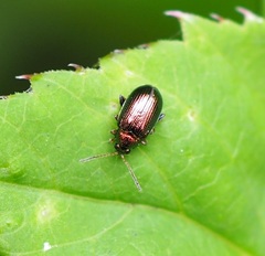 Crepidodera fulvicornis