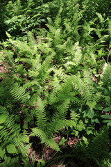 Polystichum subtripteron