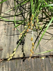 Carex tribuloides tribuloides