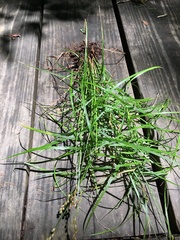 Carex tribuloides tribuloides