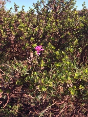 Indigofera sp-aff-platypoda