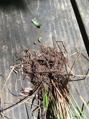 Carex tribuloides tribuloides