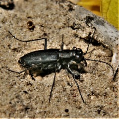 Cicindela punctulata punctulata