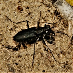 Cicindela punctulata punctulata