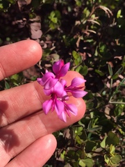 Indigofera sp-aff-platypoda