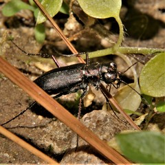 Cicindela punctulata punctulata
