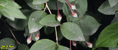 Styrax japonicus