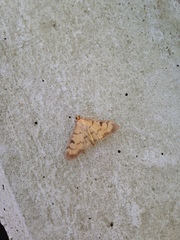 Paratalanta taiwanensis