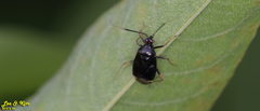 Deraeocoris ater