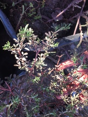 Indigofera sp-aff-platypoda